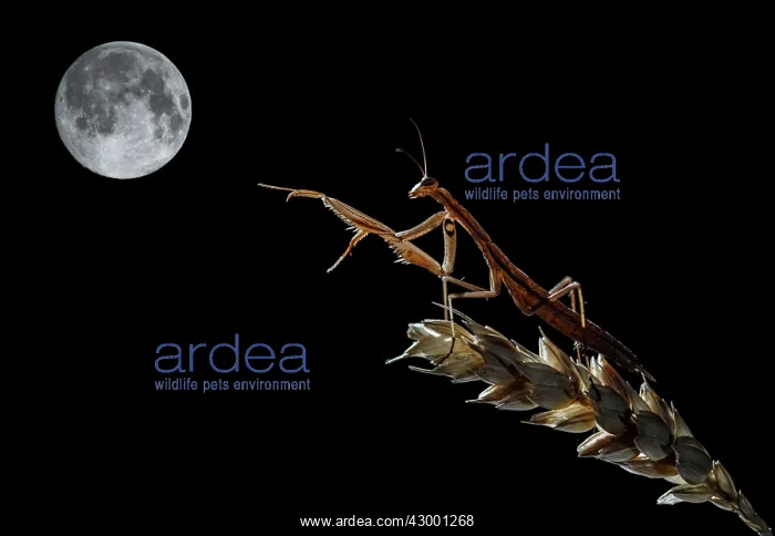 : European / Praying Mantis adult perched on a branch : European / Praying Mantis adult perched on a branch