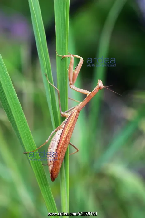 : European / Praying Mantis - hides in long grasses : European / Praying Mantis - hides in long grasses