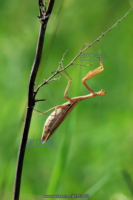 : European / Praying Mantis - hides in long grasses : European / Praying Mantis - hides in long grasses