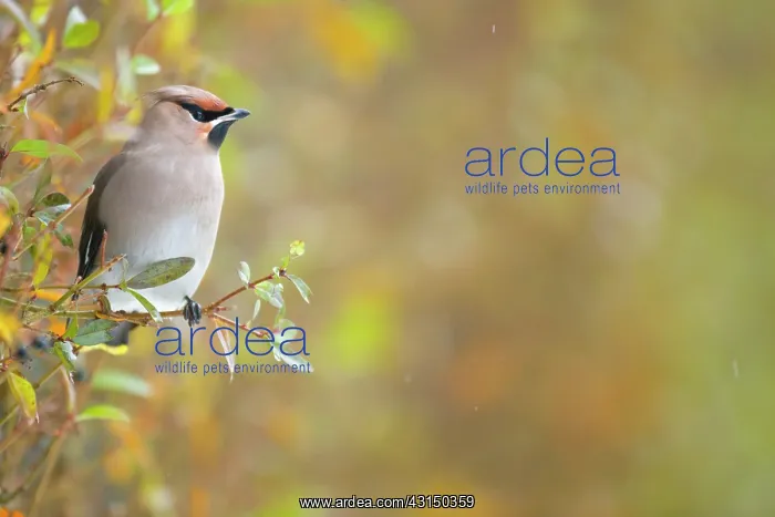: European Privet : European Privet