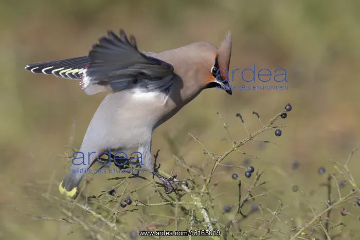 : European Privet : European Privet