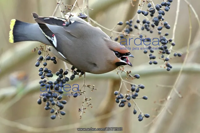 : European Privet : European Privet