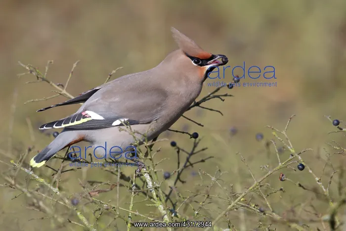 : European Privet : European Privet