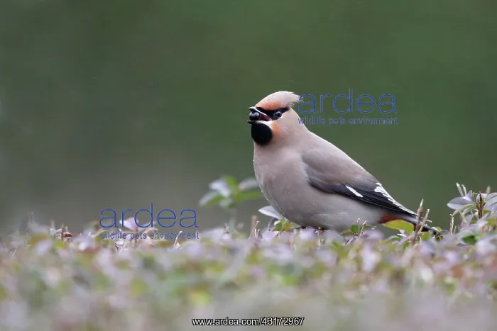 : European Privet : European Privet