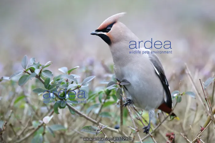: European Privet : European Privet