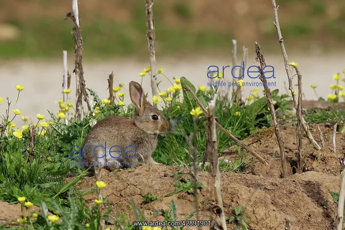 : European Rabbit : European Rabbit