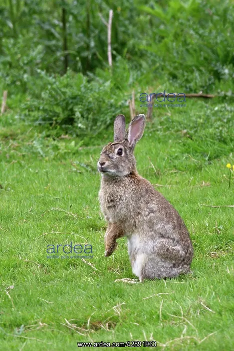 : European Rabbit : European Rabbit
