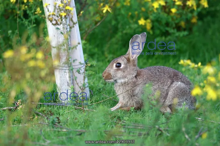 : European Rabbit : European Rabbit