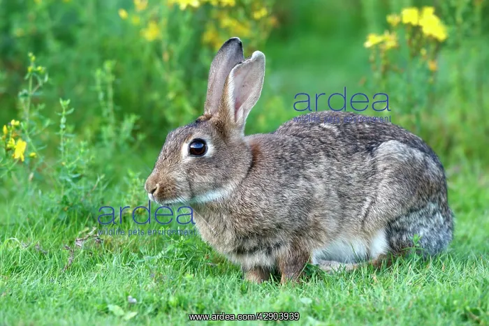 : European Rabbit : European Rabbit