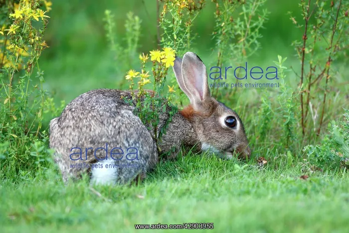 : European Rabbit : European Rabbit
