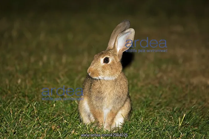 : European rabbit : European rabbit