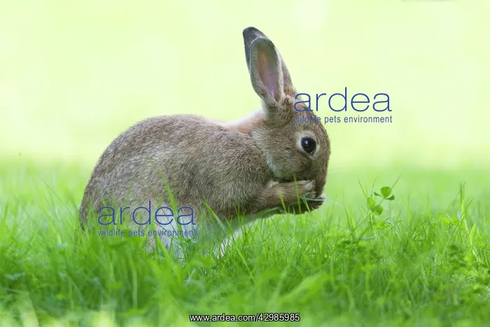  : European Rabbit