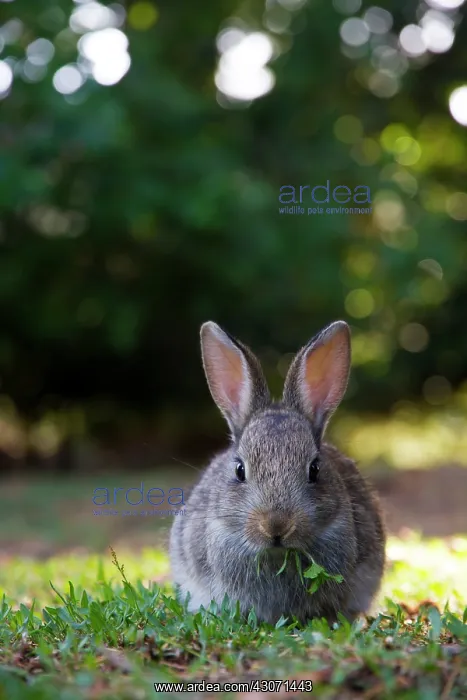 : European Rabbit : European Rabbit