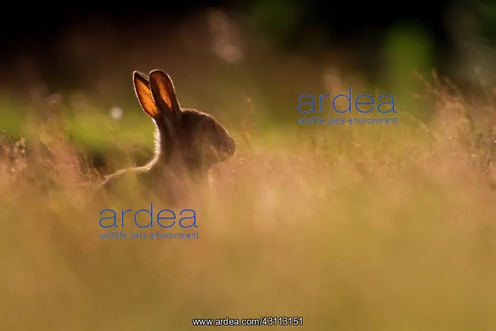: European Rabbit : European Rabbit