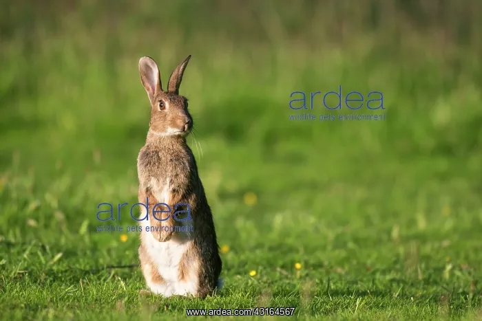 : European Rabbit : European Rabbit