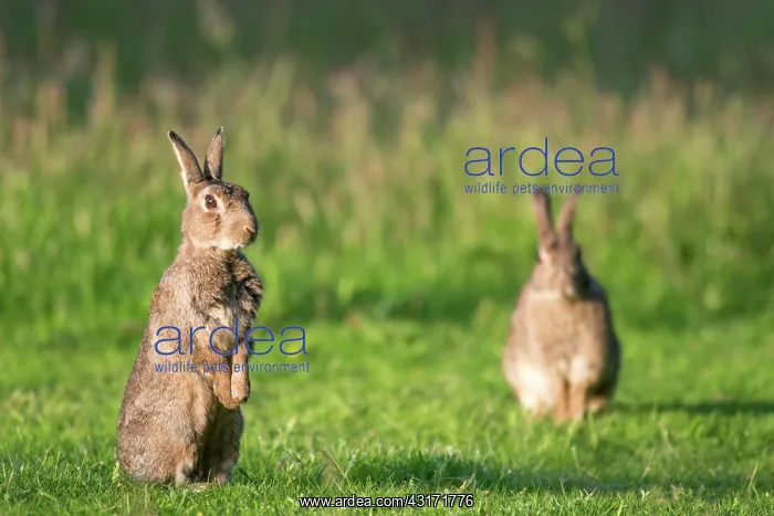: European Rabbit : European Rabbit