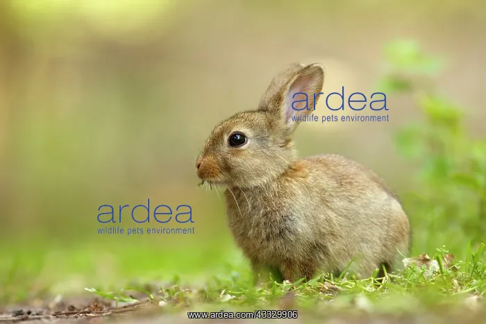 : European Rabbit : European Rabbit