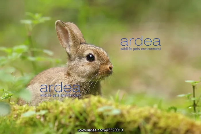 : European Rabbit : European Rabbit