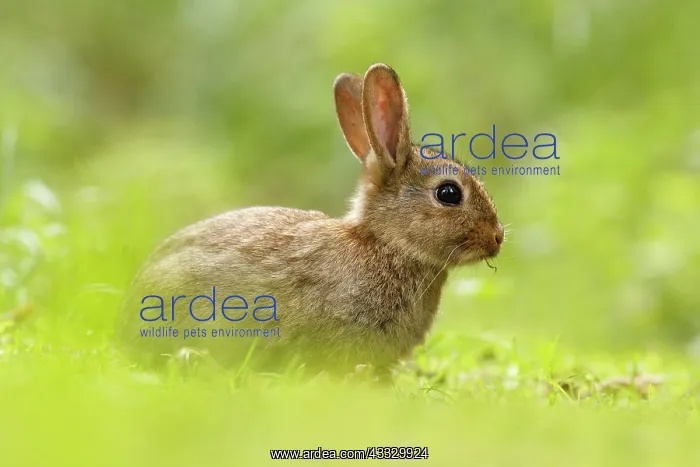 : European Rabbit : European Rabbit