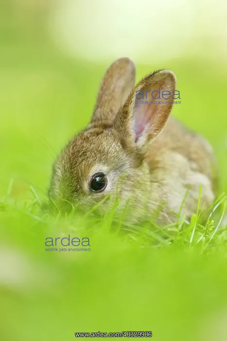 : European Rabbit : European Rabbit