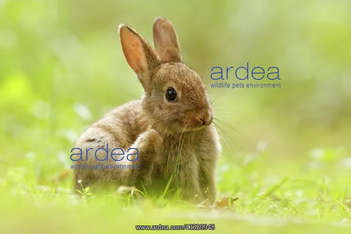 : European Rabbit : European Rabbit
