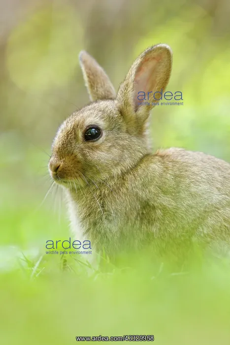 : European Rabbit : European Rabbit
