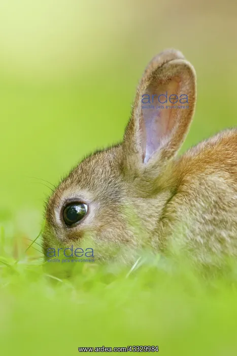 : European Rabbit : European Rabbit