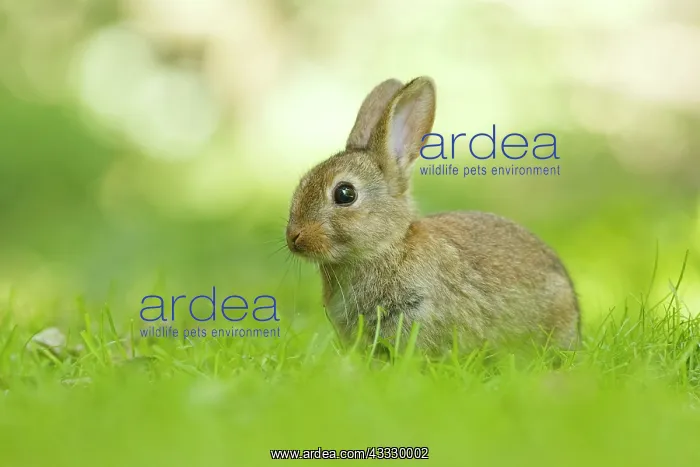 : European Rabbit : European Rabbit