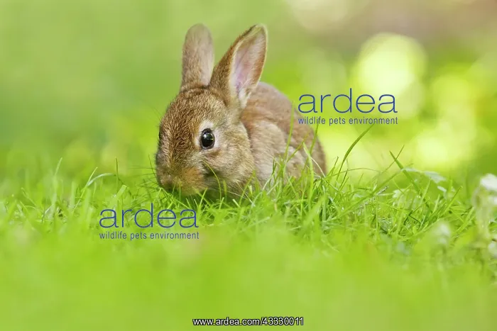  : European Rabbit