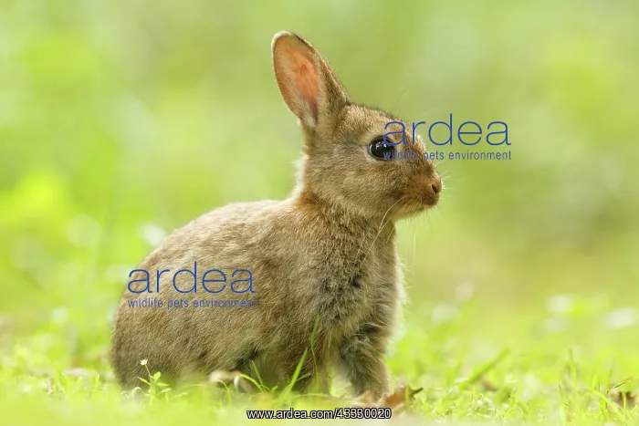 : European Rabbit : European Rabbit