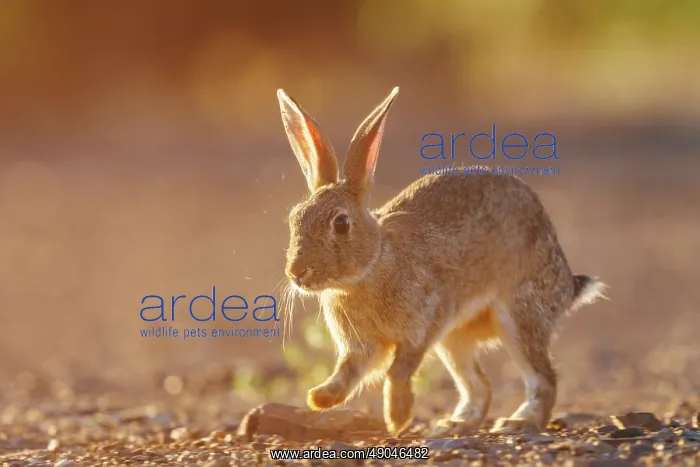 : EUROPEAN RABBIT : EUROPEAN RABBIT