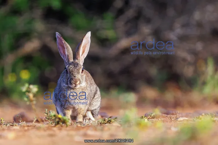: EUROPEAN RABBIT : EUROPEAN RABBIT