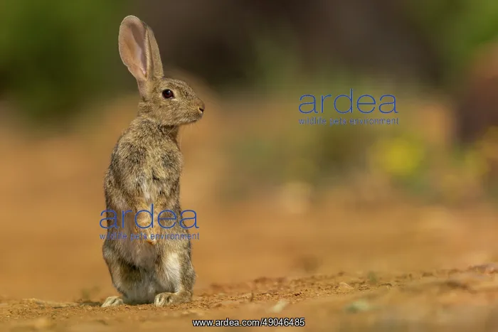 : EUROPEAN RABBIT : EUROPEAN RABBIT