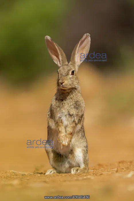 : EUROPEAN RABBIT : EUROPEAN RABBIT