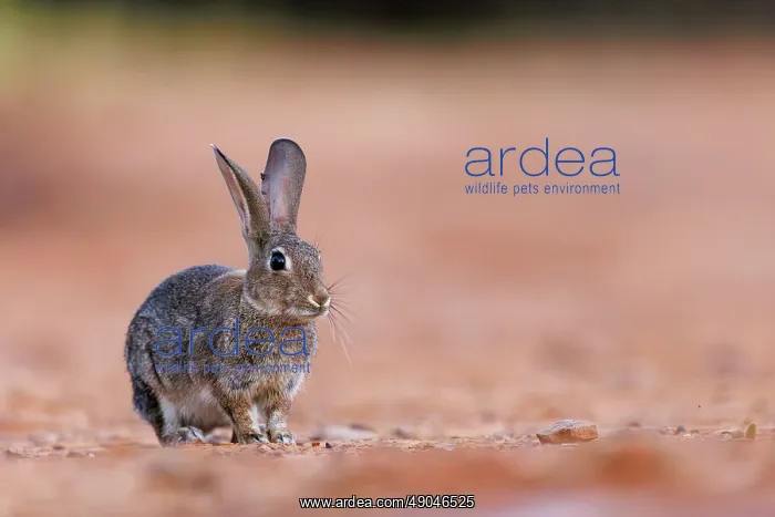 : EUROPEAN RABBIT : EUROPEAN RABBIT
