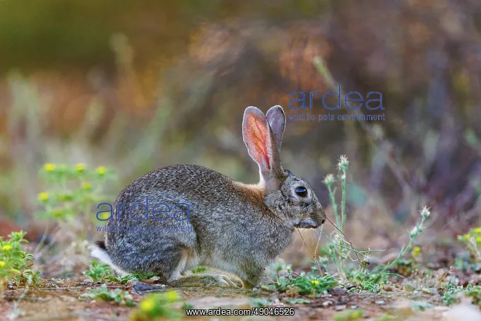 : EUROPEAN RABBIT : EUROPEAN RABBIT
