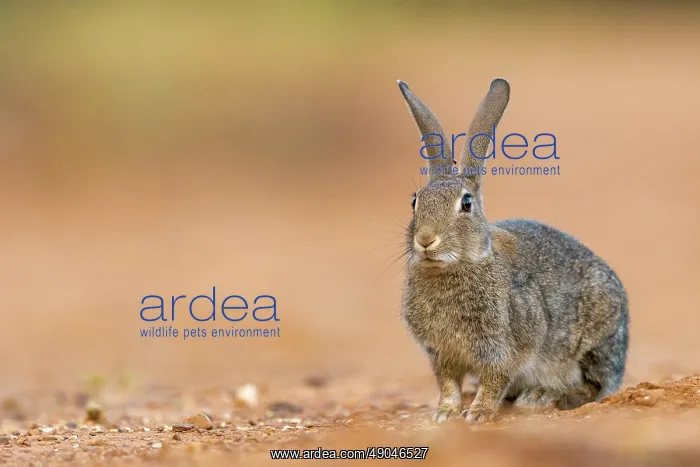 : EUROPEAN RABBIT : EUROPEAN RABBIT