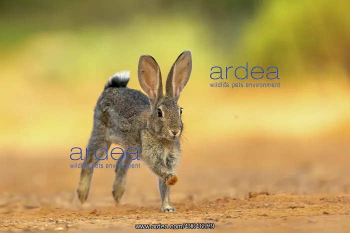 : EUROPEAN RABBIT : EUROPEAN RABBIT