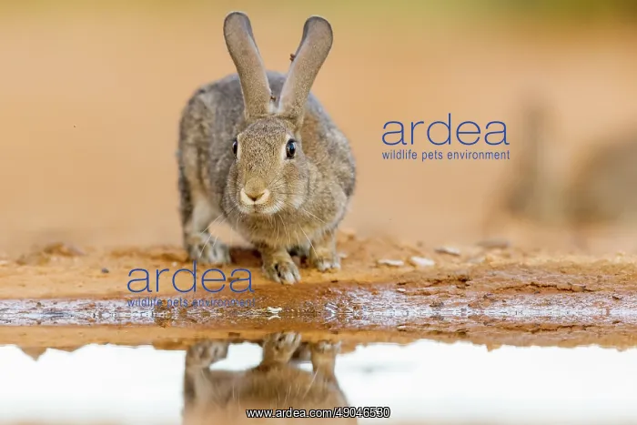 : EUROPEAN RABBIT : EUROPEAN RABBIT