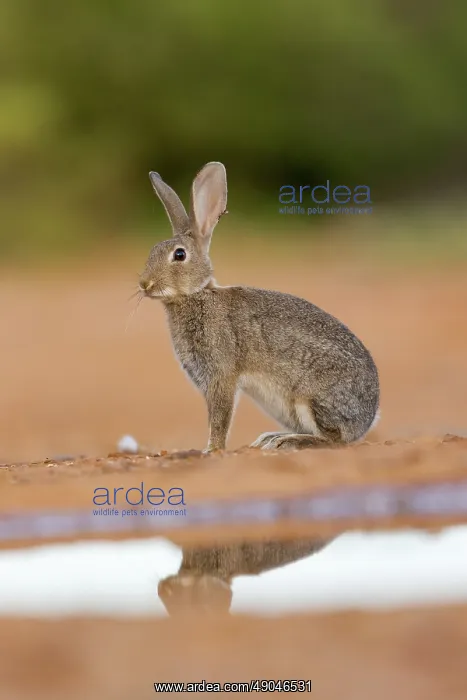: EUROPEAN RABBIT : EUROPEAN RABBIT