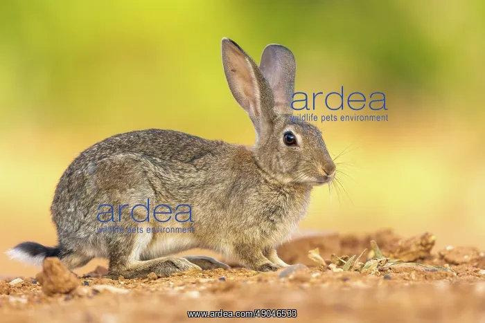 : EUROPEAN RABBIT : EUROPEAN RABBIT