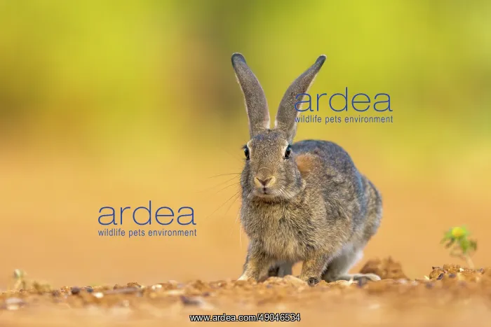 : EUROPEAN RABBIT : EUROPEAN RABBIT