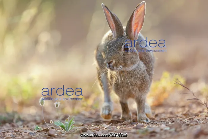 : EUROPEAN RABBIT : EUROPEAN RABBIT