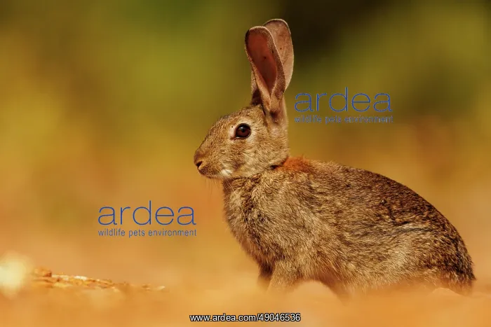 : EUROPEAN RABBIT : EUROPEAN RABBIT