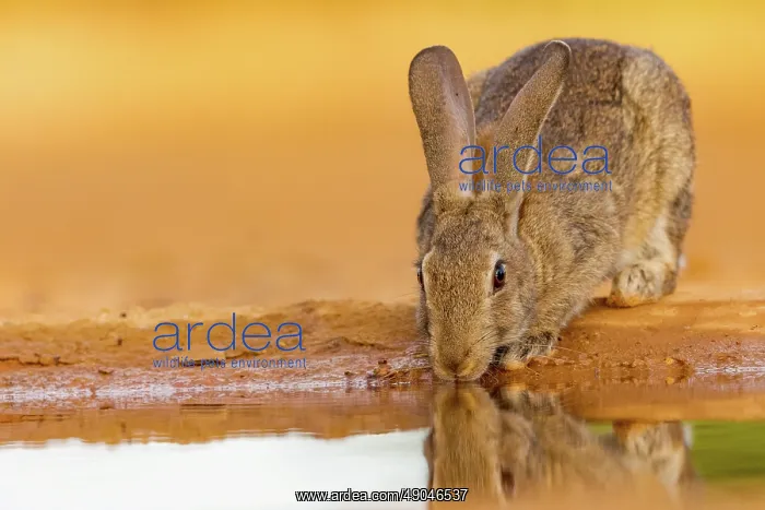 : EUROPEAN RABBIT : EUROPEAN RABBIT