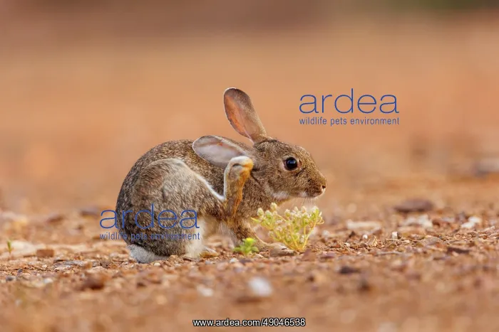 : EUROPEAN RABBIT : EUROPEAN RABBIT