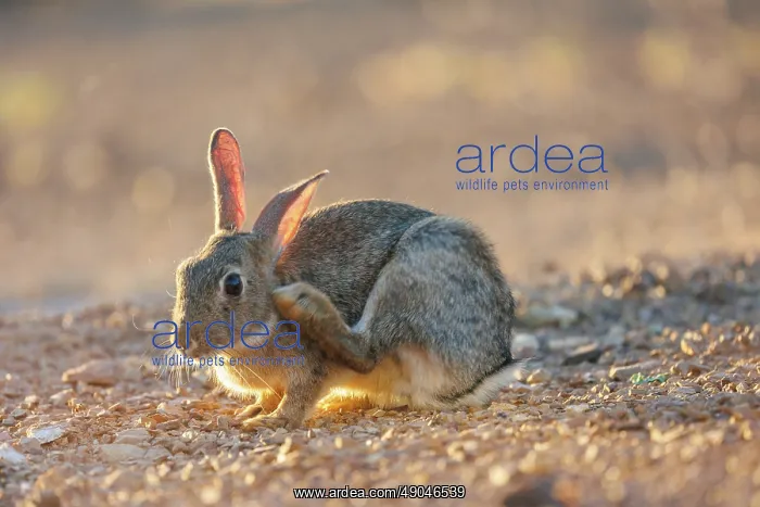 : EUROPEAN RABBIT : EUROPEAN RABBIT
