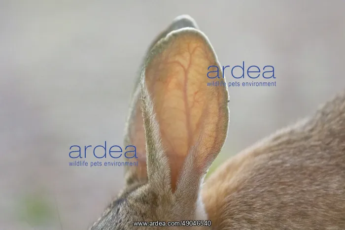 : EUROPEAN RABBIT : EUROPEAN RABBIT