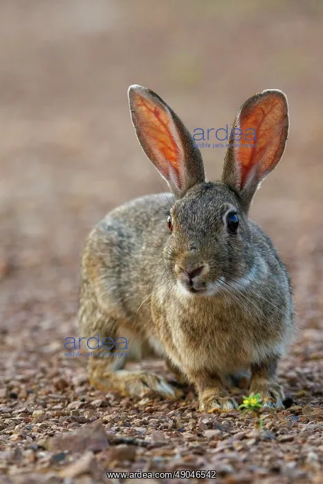 : EUROPEAN RABBIT : EUROPEAN RABBIT