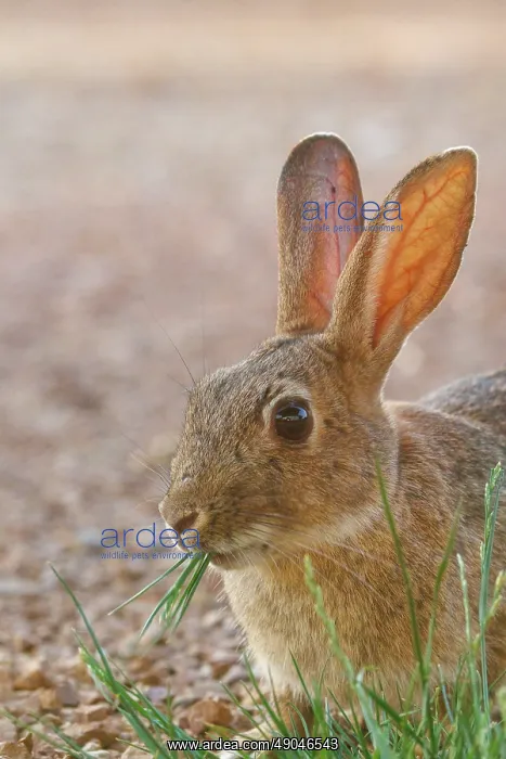 : EUROPEAN RABBIT : EUROPEAN RABBIT